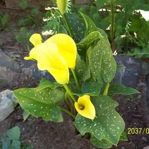 Meet your Posher, Inez